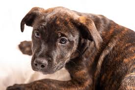 Blue nose pitbull dogs have a broad, angular face with small blue eyes, a short muzzle, and often, a light gray nose. Brindle Pitbull Complete Guide Family Guardian Or Dangerous Dog Perfect Dog Breeds
