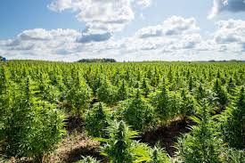 Nature desktop wallpapers backgrounds 65. I Was Sleeping With One Eye Open Canadian Cannabis Growers Harvest Their First Legal Outdoor Plants The Star