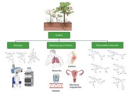 Image result for Cyphostemma crotalarioides