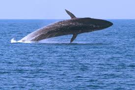 Fin Whale