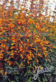 Najnoviji kultivar ( bred and selected by t&m ). Jelitto Perennial Seed Agastache Aurantiaca Portion S