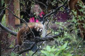Zoo liberec chová poddruh pandy červené (ailurus fulgens fulgens), která se vyskytuje v nepálu, bhútánu, ásámu a sikkimu. Zoo Ostrava Zoo Turistika Cz