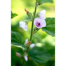 Althaea is a genus of perennial herbs native to europe, north africa and western asia. Marshmallow