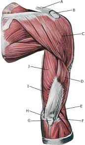 The teres minor sits just below the infraspinatous in the back of the shoulder. Rupture Of The Muscle On The Back Of The Upper Arm Sportnetdoc