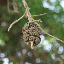 Gouty oak gall. Photo by Tom Royer, Oklahoma