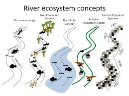 Schematic Representation Of The Main River Ecosystem Concepts Vce Environmental Science Ecosystems Environmental Science River