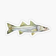 In this article, i laid simple steps about how to catch snook. Snook Gifts Merchandise Redbubble