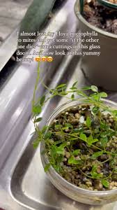 Image result for Mostuea microphylla