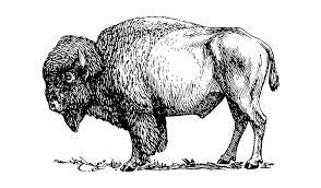 Alligator this savory lean meat has no saturated fat. 5 Game Meat Farms That Raise Deer Elk Wild Boar Buffalo Haymow Ca