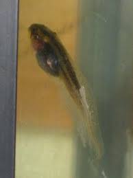 There are plenty of hallmark cards and movie moments dedicated to the joys and deep emotional bonds that come with best friendship, but really, so much of the job description is about ease: Keeping Tadpoles And Frogs In Preschool Flights Of Whimsy Preschool Science Science For Kids Pond Theme