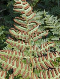 Image result for Pteridium aquilinum