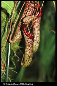 Pitcher plant (nepenthes spectabilis x ventricosa). Nepenthes Spectabilis X Ventricosa Cultivated Singapore Eflora Of India