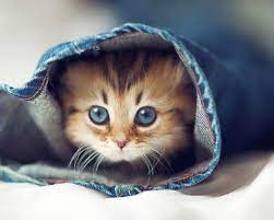 Dandani bayi hewan peliharaan dengan baju baru yang berbeda. 63 Gambar Kucing Lucu Ini Bakal Bikin Kamu Gemes Sempat Viral 11 Foto Kocheng Oren Lucu Ini Bakal Bikin Gema Anak Kucing Gemas Kucing Dan Anak Kucing Piaraan