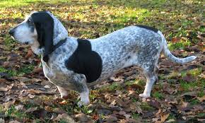 Today's breed is the descendant of a very old type of large hunting dog, and is an important breed in the ancestry of many other hounds. Basset Bleu De Gascogne Wikipedia