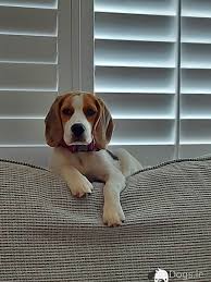 Angel dog Beagle authentic slate designs cute