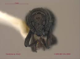 Image result for Buchnera cryptocephala