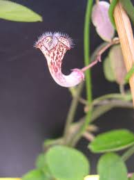 Image result for Ceropegia carnosa