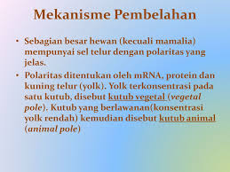 Eritrosit yang dimiliki katak termasuk eritrosit yang terbesar dibandingkan hewan vetebrata lainnya. Pembelahan Sel Pada Katak Ppt Download
