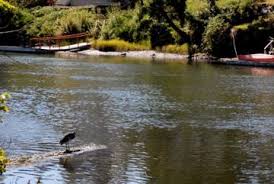 Find apartments near banfield park. Are You Afraid To Swim In The Gorge Waterway Victoria And Region Community Green Map