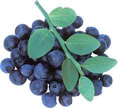 Blueberries Free Png Png Images Seeds