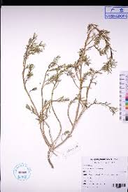 Image result for Suaeda articulata