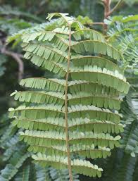 Image result for Limeum pterocarpum