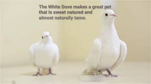 Are Doves Good Pets The Y Guide