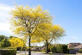 Check spelling or type a new query. What Is A Honey Locust Tree Home Stratosphere
