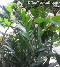 Image result for Phyllanthus udoricola
