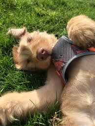 Search cincinnati dog rescues and shelters here. Hungarian Vizsla Puppies Ohio The Y Guide