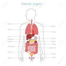 These organs are located on the outside of the body and within the pelvis. Vector Isolated Illustration Of Human Internal Organs In Male Royalty Free Cliparts Vectors And Stock Illustration Image 121912322