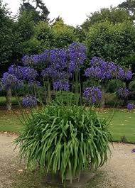 21 Agapanthus in pots ideas | agapanthus, agapanthus in pots, plants