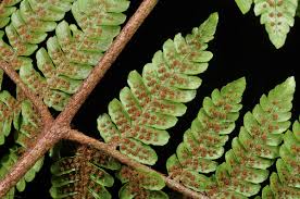 Image result for Ctenitis