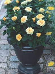 Miniature Rose Outside Planting Roses Small Space Gardening Plants