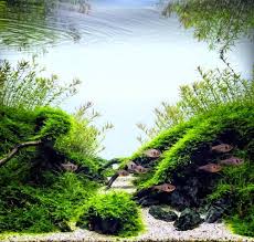 Pin By Caio Fern On Planted Aquarium With Images Aquascape Nature Aquarium Aquascape Aquarium