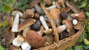 A fungus is any member of the group of eukaryotic organisms that includes microorganisms such as yeasts and molds, as well as the more familiar mushrooms. Pilze Der Nachwachsende Rohstoff Der Zukunft Zdfheute