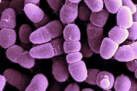 Image result for Clostridium