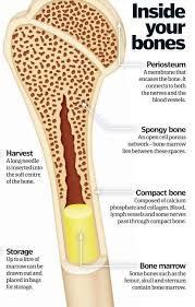 As with any form of cancer, the key is being able to identify the signs and symptoms of the illness and take action before it becomes too serious. What Is Bone Marrow How It Works