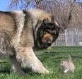 8 Russian Dog Breeds - Pet Central by Chewy