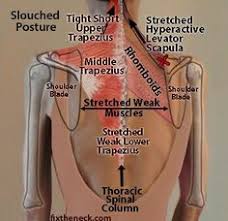 Identify the right middle and lower lobe bronchi. 120 Anatomy Ideas Anatomy Anatomy And Physiology Physiology