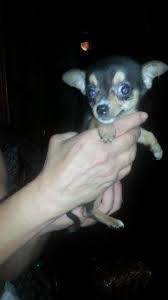 Rafina chihuahuas' breeding stock is ofa certified to be. Teacup Chihuahua Pets And Animals For Sale Michigan