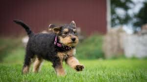 We did not find results for: Airedale Terrier Puppies For Sale Greenfield Puppies