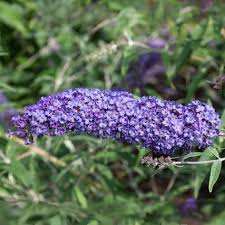 Image result for buddleia davidii