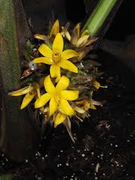 Image result for Curculigo latifolia