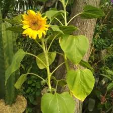 Manfaat jenis bunga matahari, semarak indah peternakan. Jual Produk Hias Bunga Matahari Besar Termurah Dan Terlengkap Juni 2021 Bukalapak