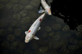 Support independent artists, get deluxe window treatments that tie any room together. Koi Fish Wallpapers Wallpaper Data