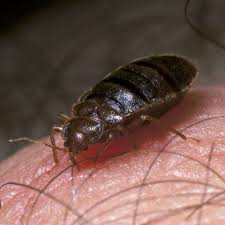 In fact, bed bugs aren't picky about their environment as long as they have a host to feed on. 10 Myths And Misconceptions About Bedbugs