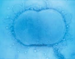 Symptoms include stiff neck, fever, and headache. What S The Difference Between Bacterial And Viral Meningitis Meningitis Research Foundation