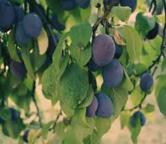 Image result for prunus domestica renkloda althana