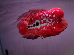 Flowerhorn Ikan Binatang Binatang Lucu